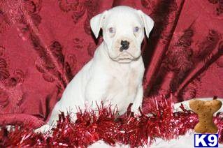 Puppies in PA